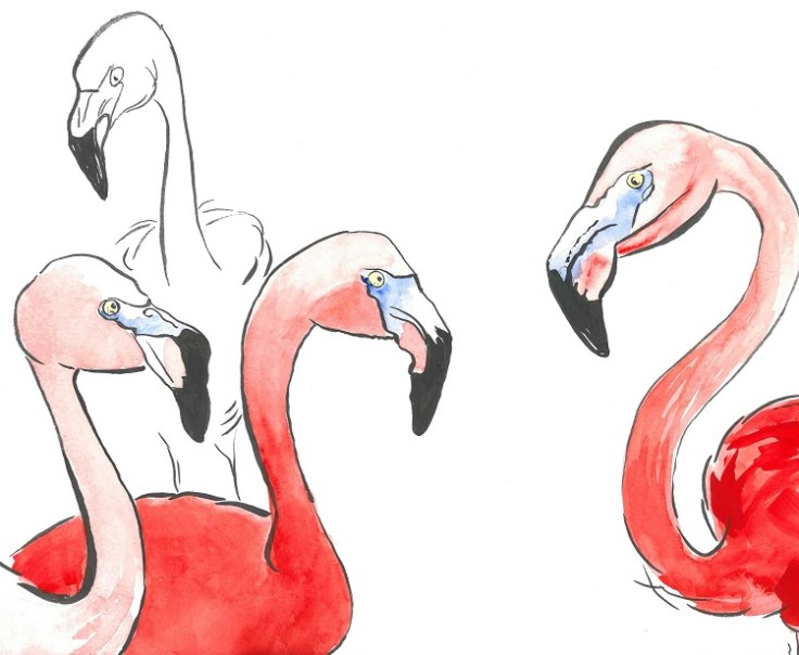 flamingo